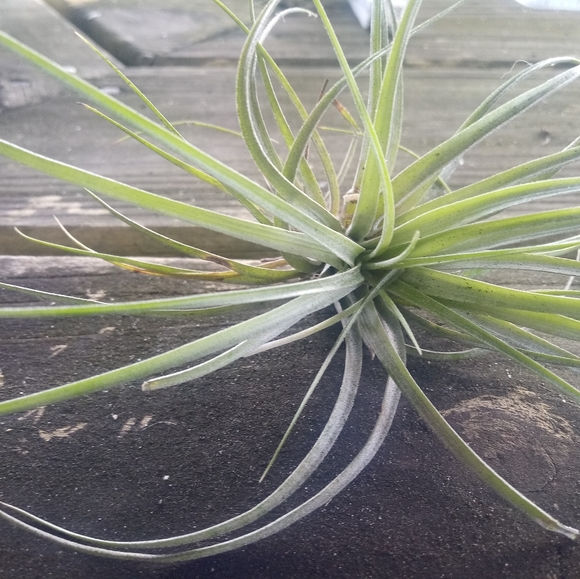 Other - Live Air Plants small